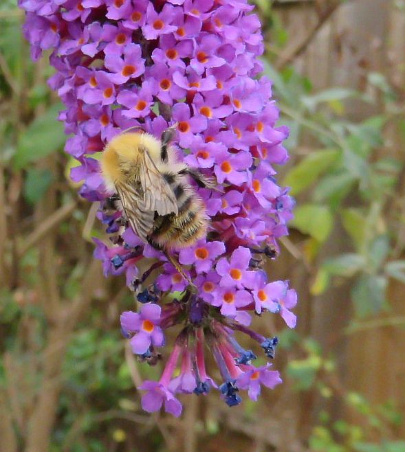   Common Carder Bumblebee